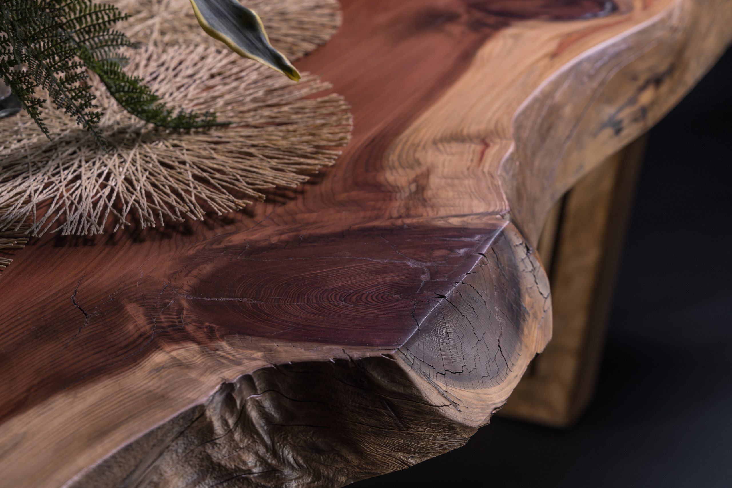 sequoia californiana